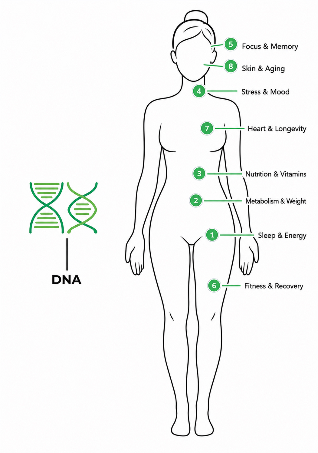 human body
