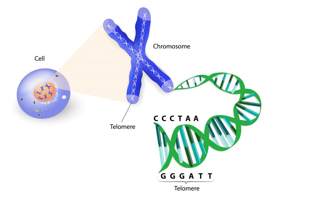 Telomere length and human health | Genetics Digest